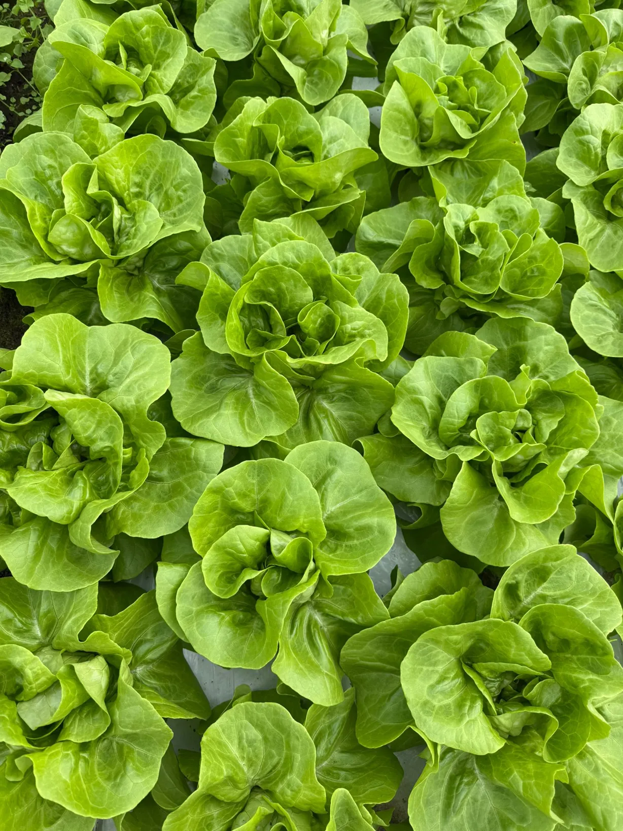 Lettuce