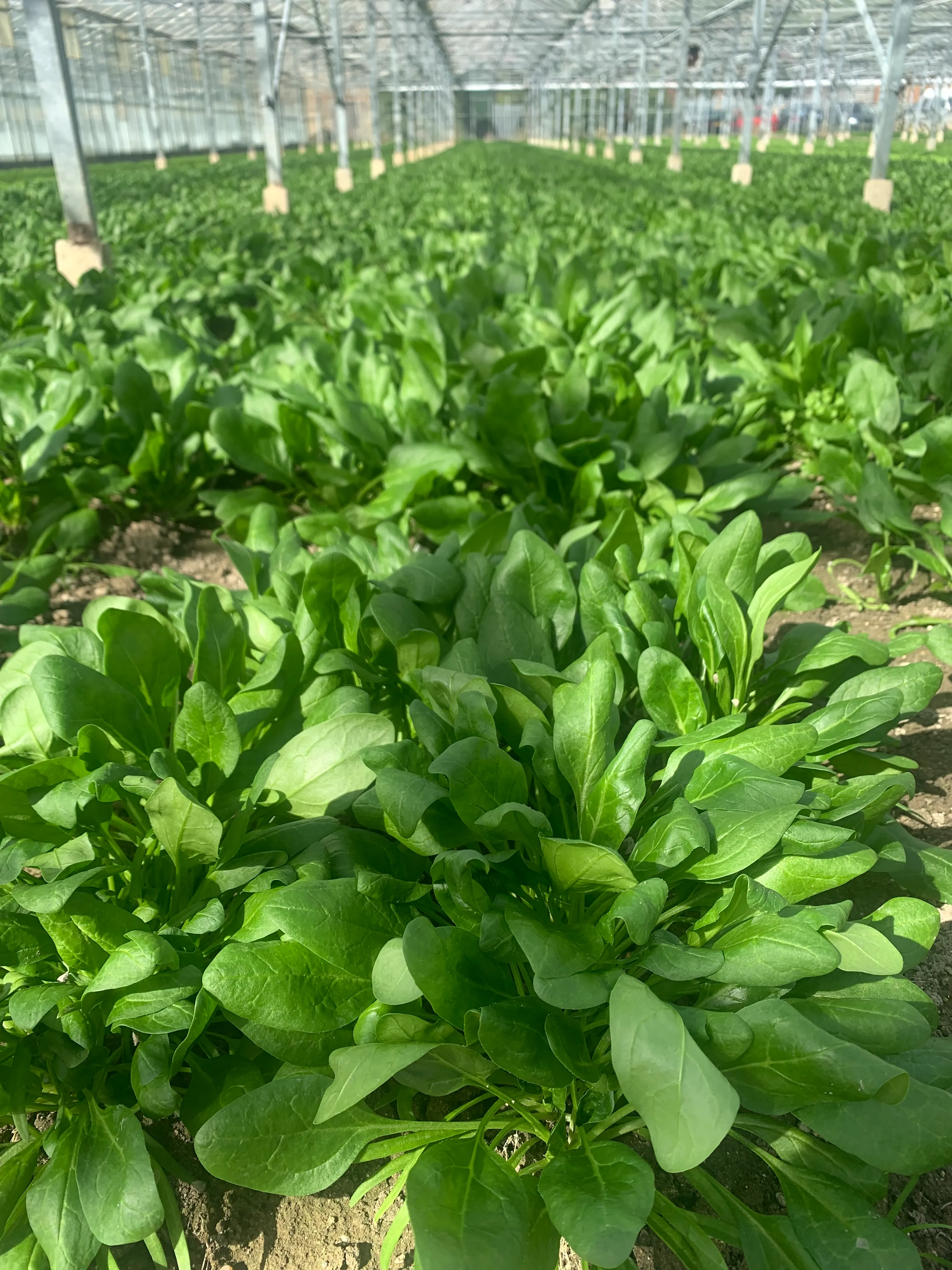 Spinach
